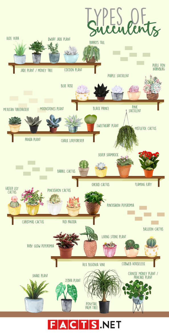Types of Succulents