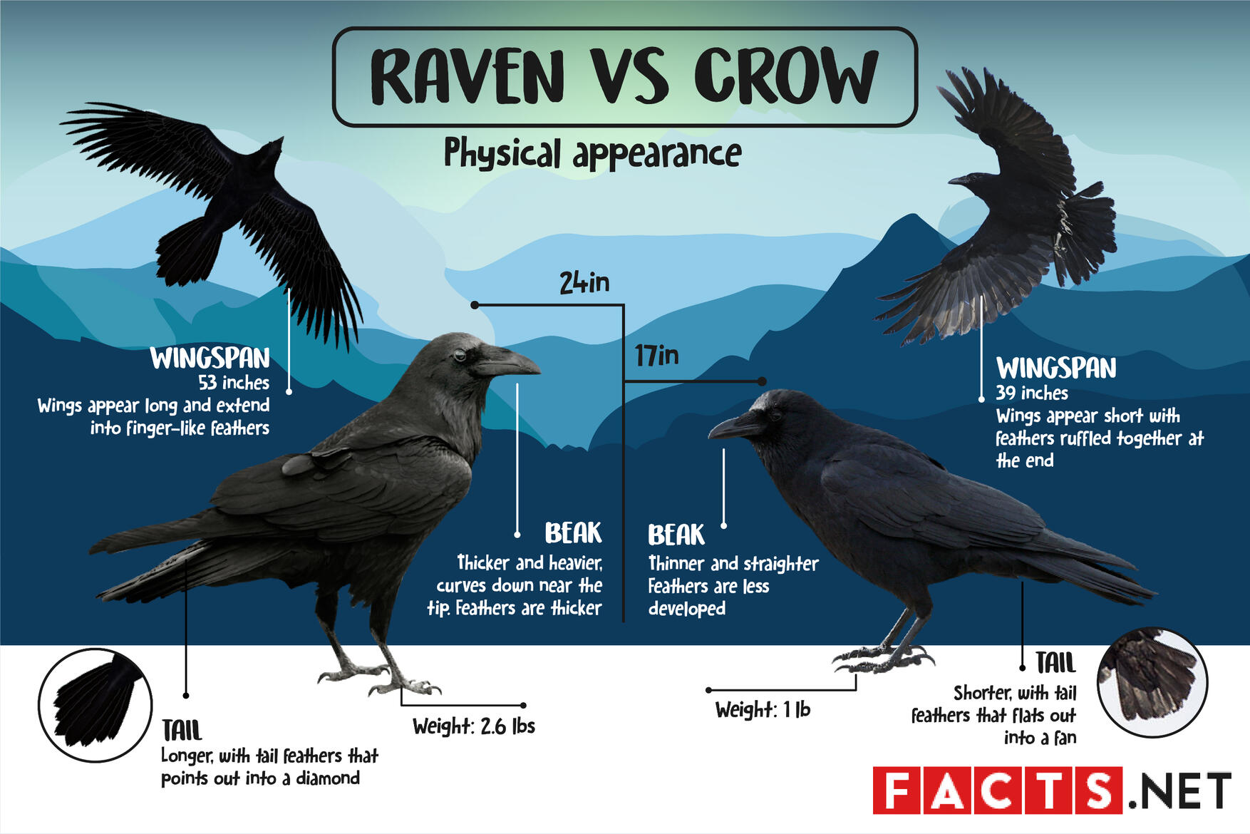 Raven vs Crow Physical appearance